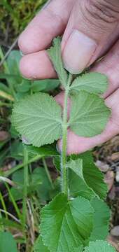 Image of Pimpinella lutea Desf.