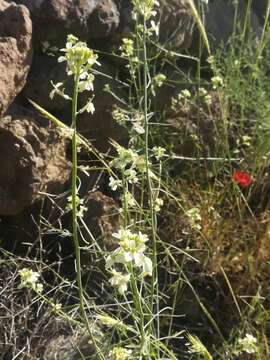 Image of Erysimum crassipes Fisch. & C. A. Mey.