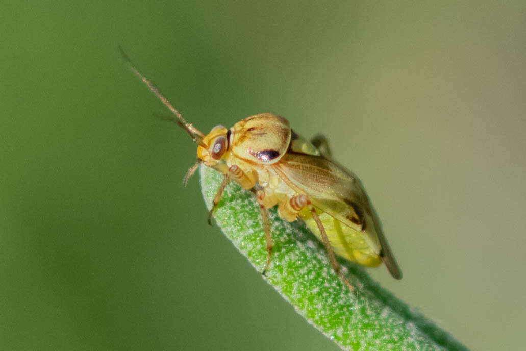 Lygus gemellatus (Herrich-Schaeffer 1835) resmi