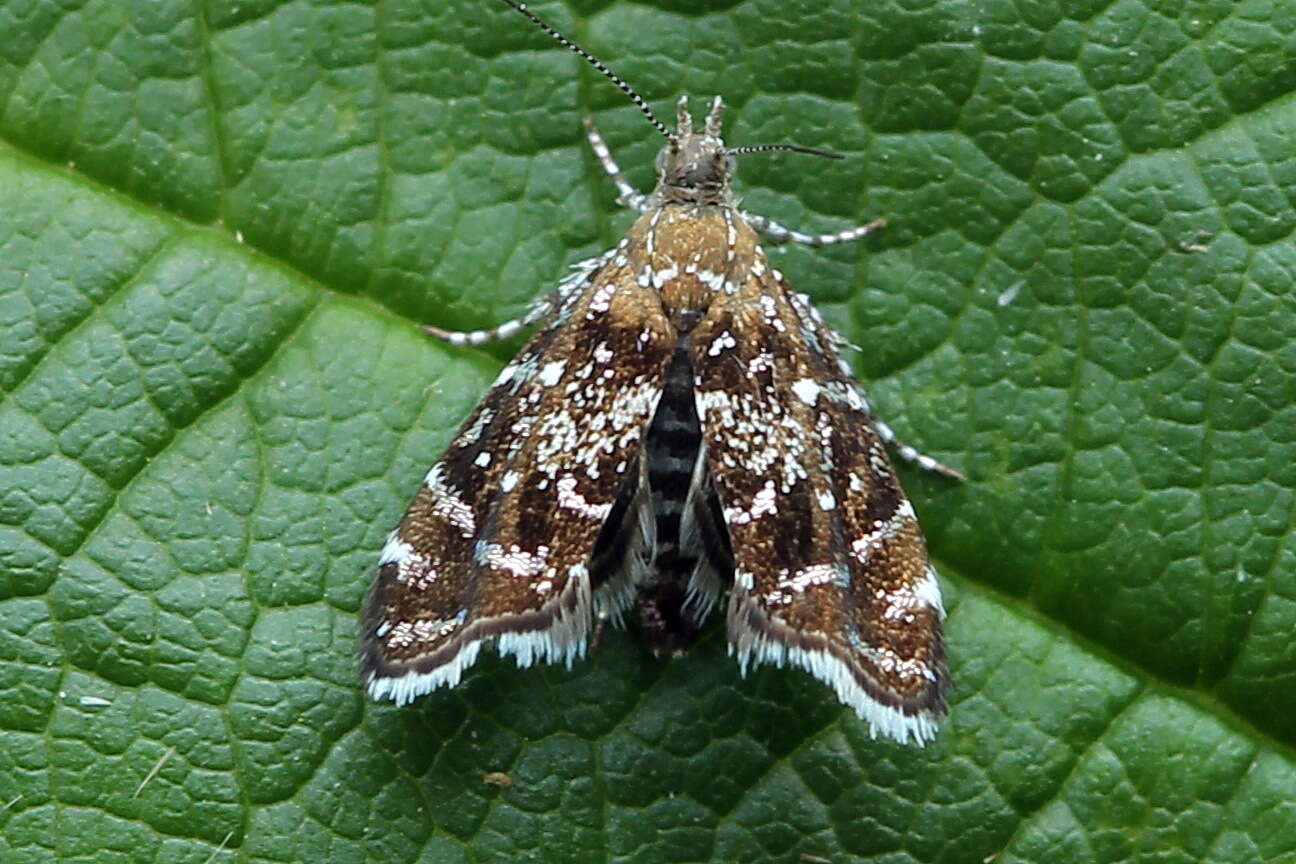 Image of Prochoreutis myllerana Fabricius 1794