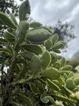 Image of Ilex kunthiana Triana