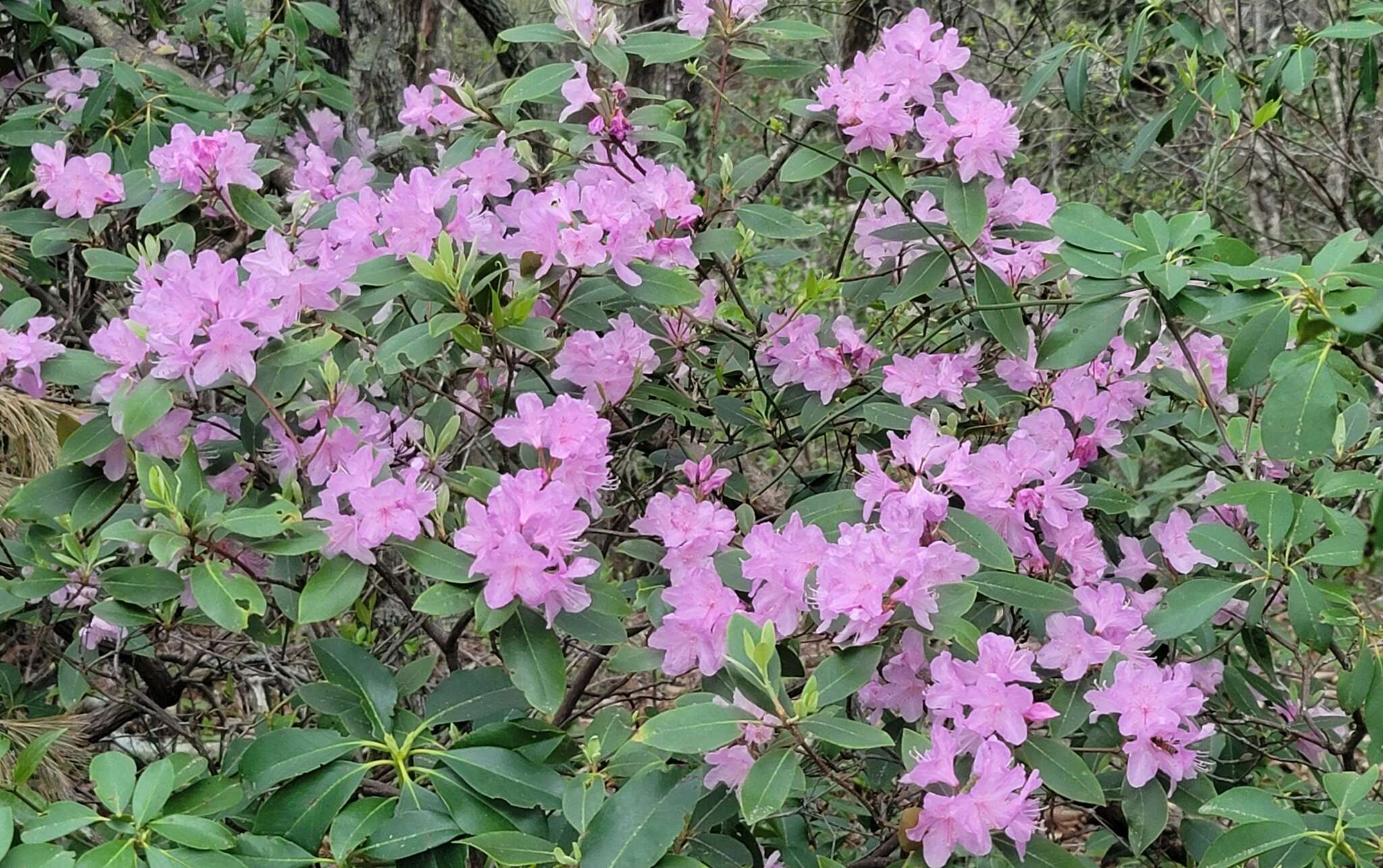 صورة Rhododendron carolinianum Rehder