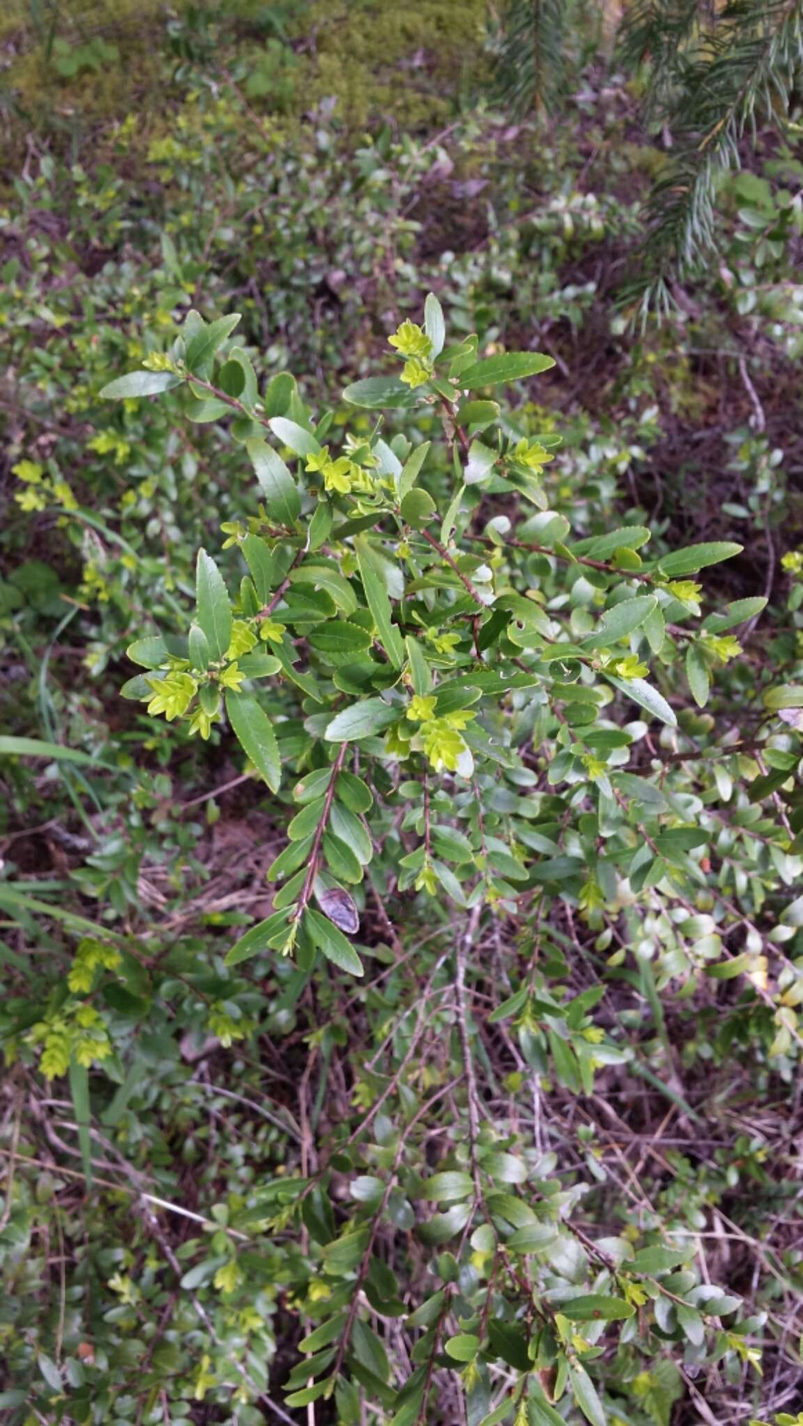 Image of Oregon boxleaf