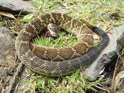 Image of Crotalus molossus nigrescens Gloyd 1936