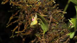 Image of Lepanthes dunstervilleorum Foldats