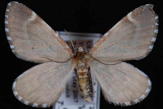 Image of <i>Stamnodes marmorata</i> Packard 1896