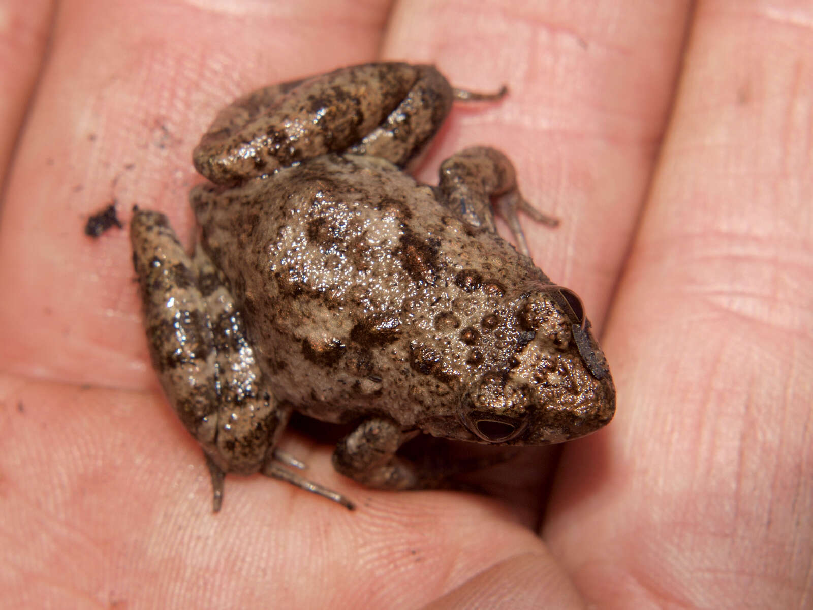Image of Mababe river frog