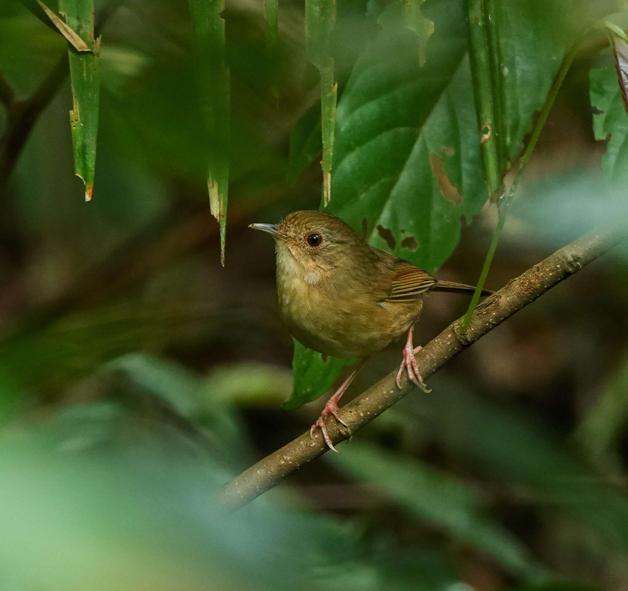 Image of Buff-breasted Babbler