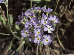 Image of cavedwelling primrose