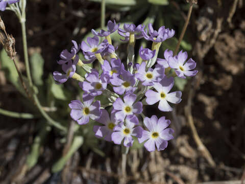 Image of cavedwelling primrose