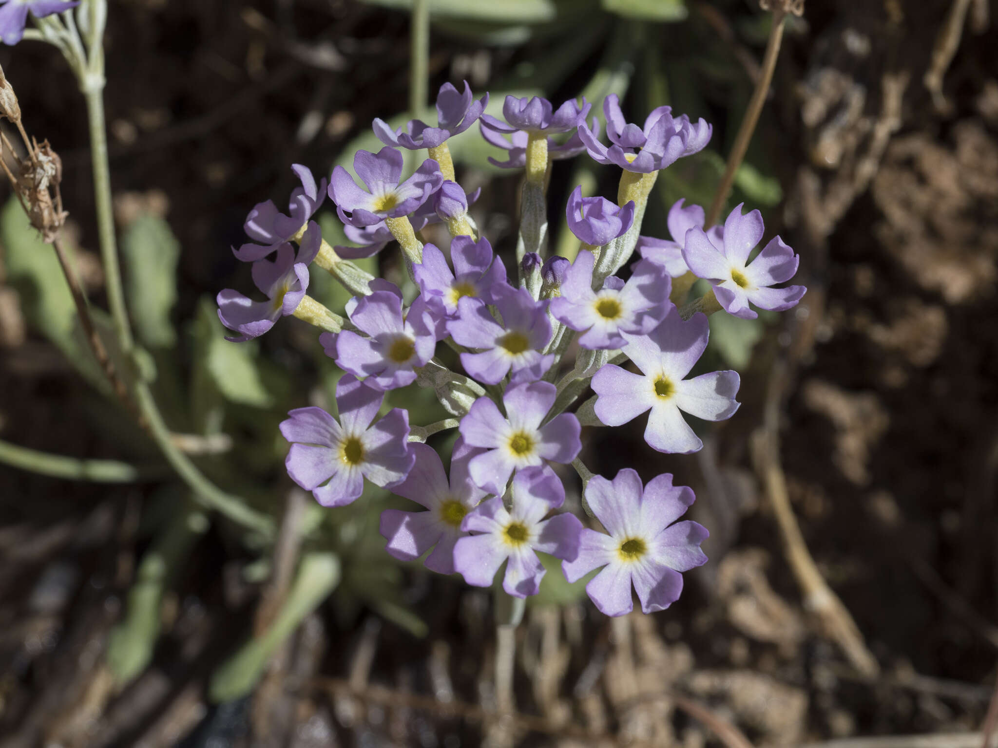 Image de Primula specuicola Rydb.