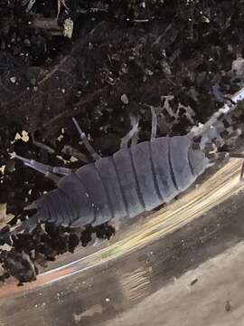 Image of Isopod