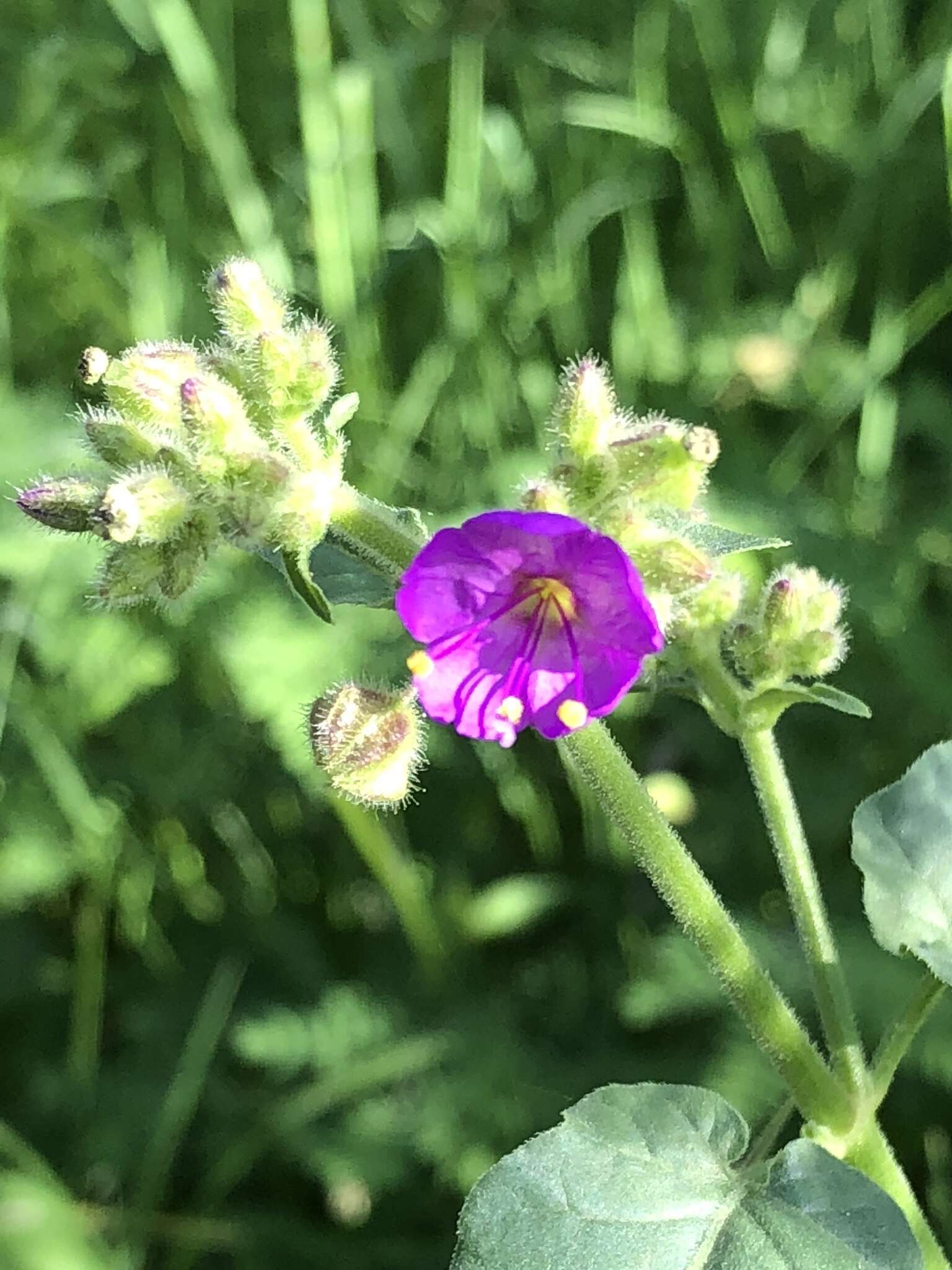 Imagem de Mirabilis glabrifolia (Ortega) I. M. Johnston