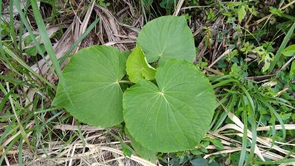 Слика од Piper umbellatum L.