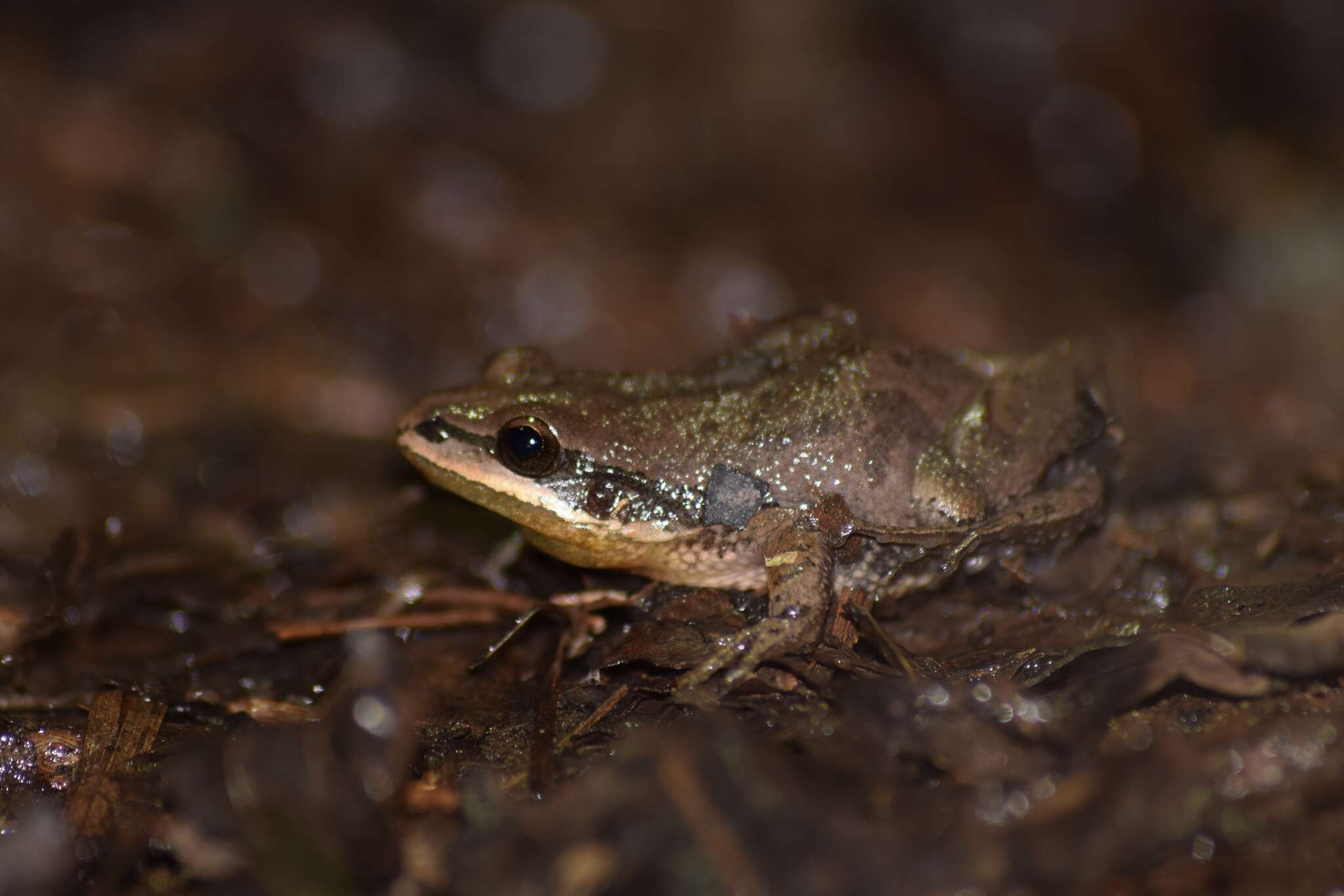 Image of Cajun Chorus Frog