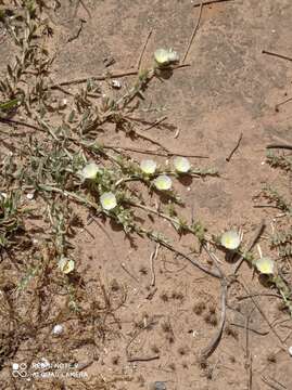 Image of Convolvulus secundus Desr.