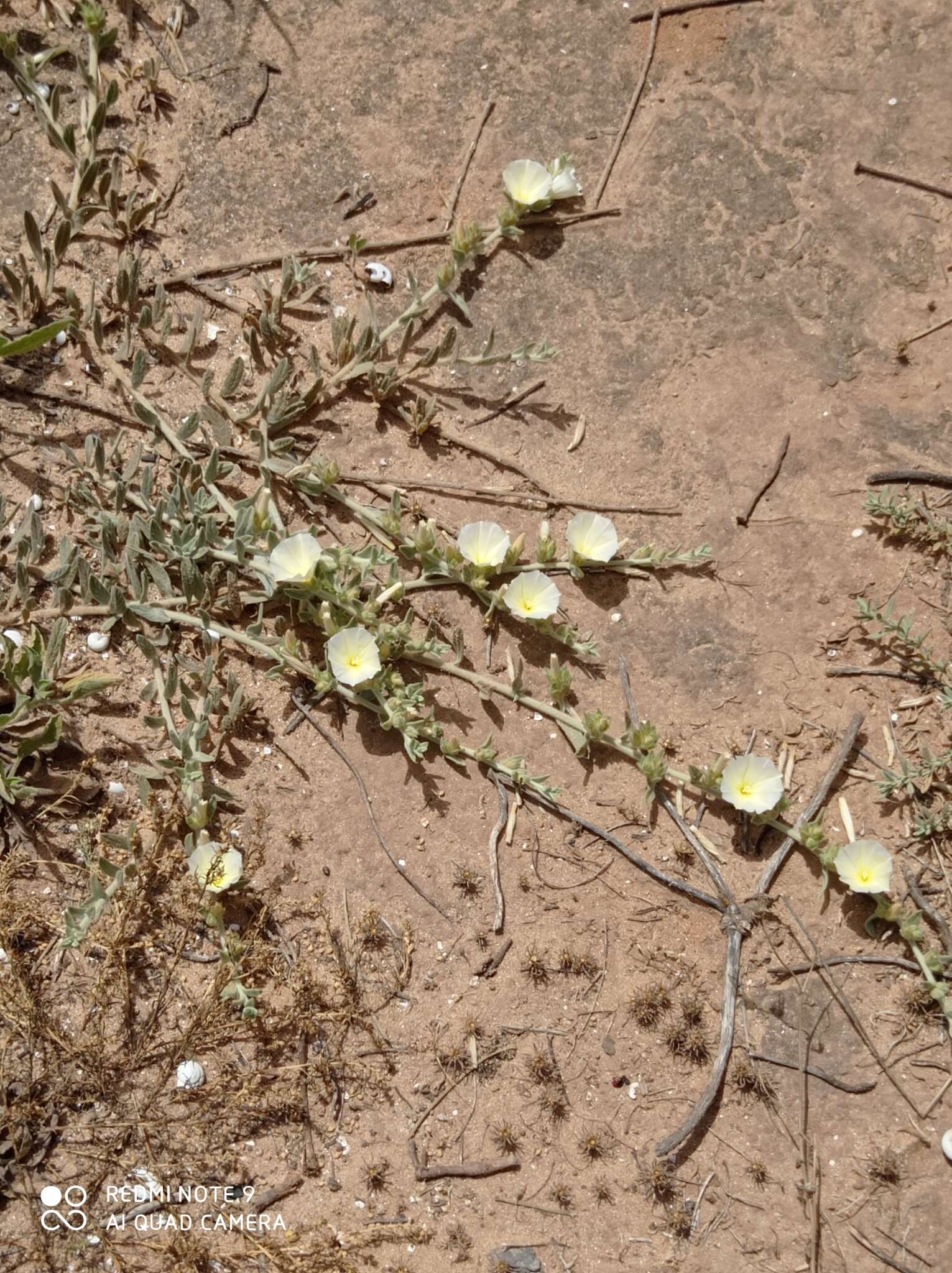 Image de Convolvulus secundus Desr.