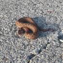 Image of Vipera latastei arundana Martínez-Freiría, Velo-Antón, Santos & Pleguezuelos In Martínez-Freiría et al. 2021