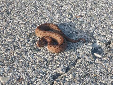 Image of Vipera latastei arundana Martínez-Freiría, Velo-Antón, Santos & Pleguezuelos In Martínez-Freiría et al. 2021