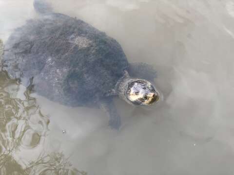 Image of Krefft's Short-necked Turtle