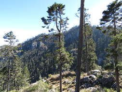 Image of Guatemalan Fir