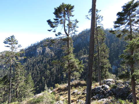 Image of Guatemalan Fir