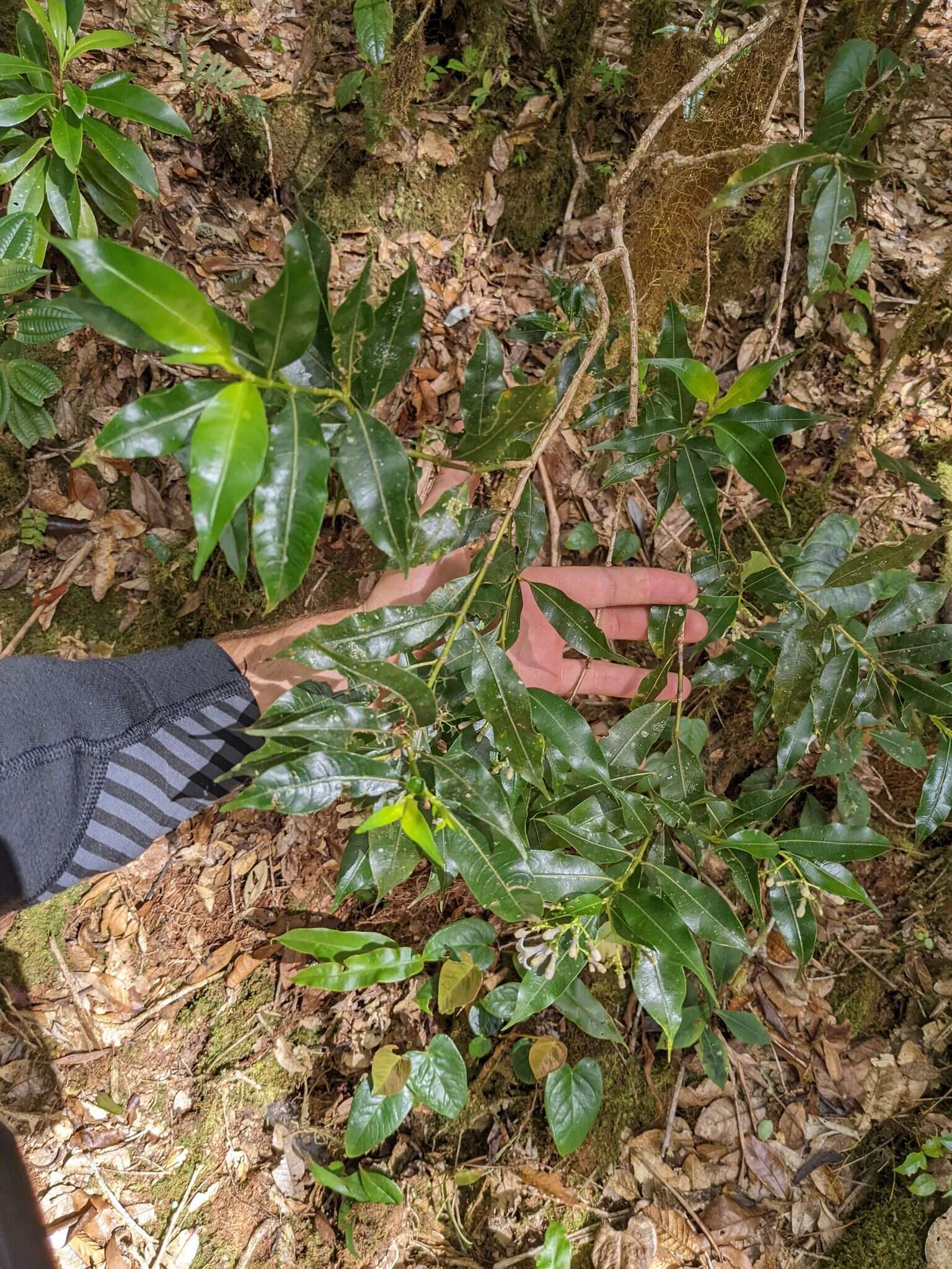 Image of Palicourea salicifolia Standl.