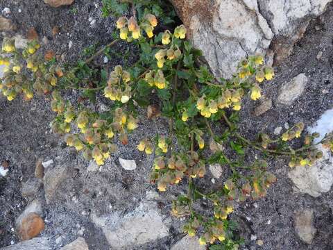 Plancia ëd Hermannia grossularifolia L.