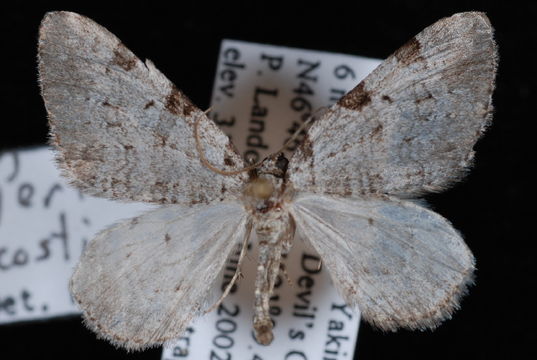 Image of <i>Perizoma costiguttata</i> Hulst 1896