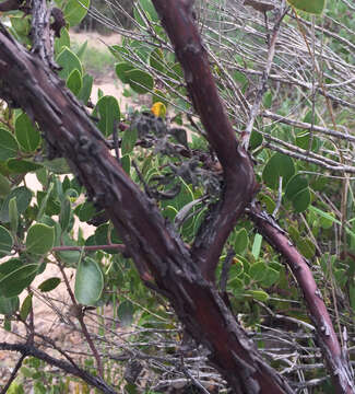 Image of shagbark manzanita