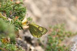 Image of Colias ladakensis Felder & Felder 1865