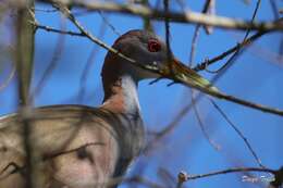 Image of Giant Wood Rail