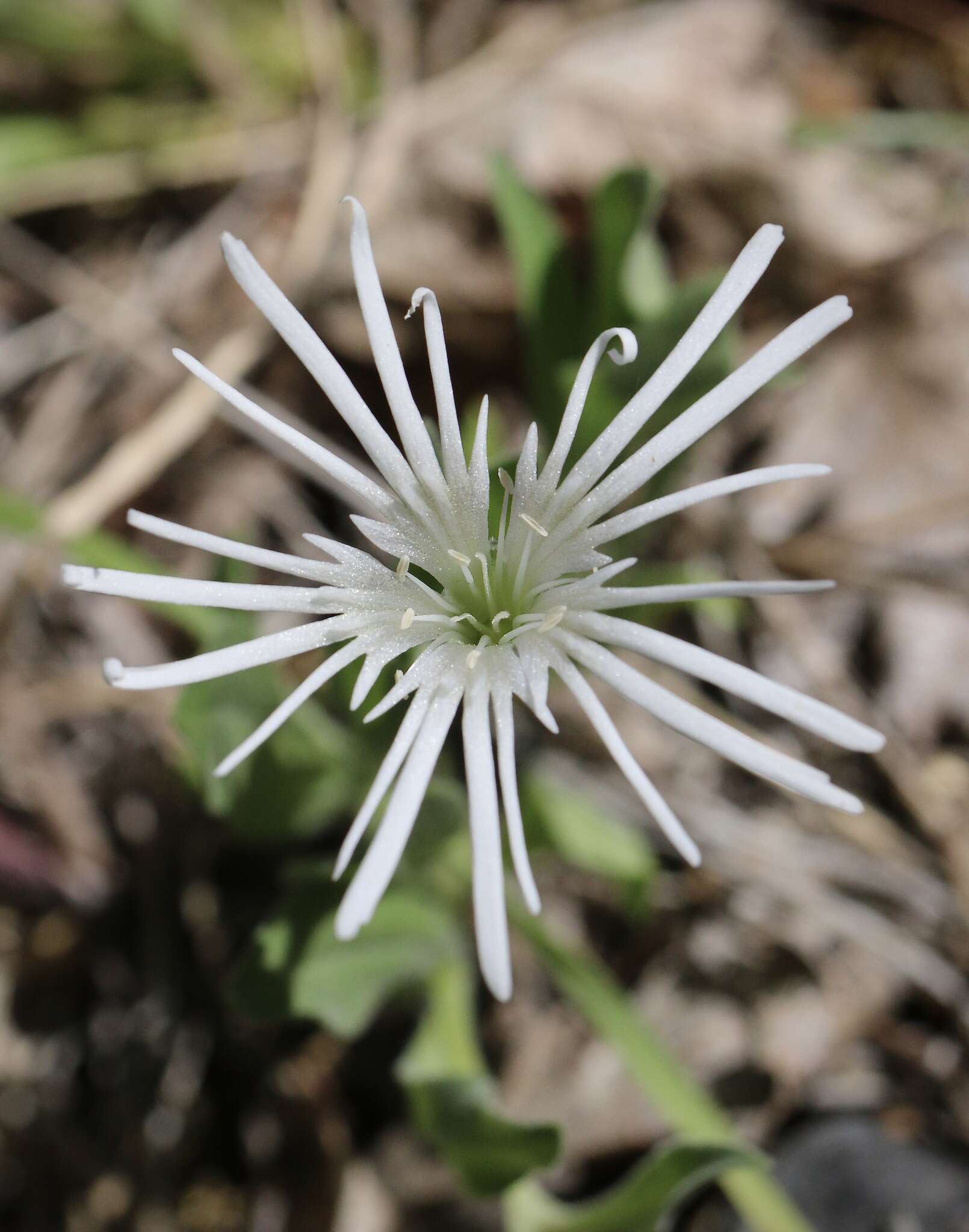 Слика од Silene nelsonii