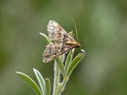 Image of Endotricha rogenhoferi Rebel 1892