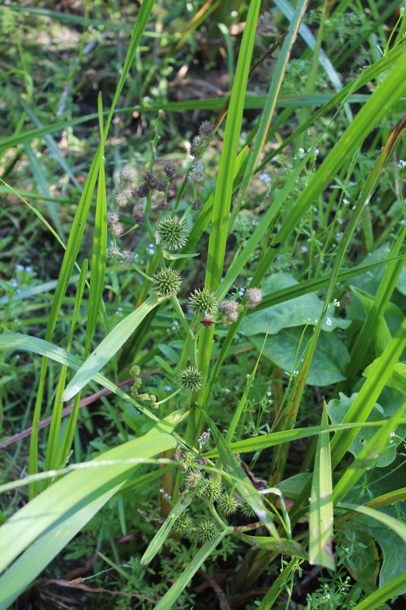 Image of Branched Bur-reed