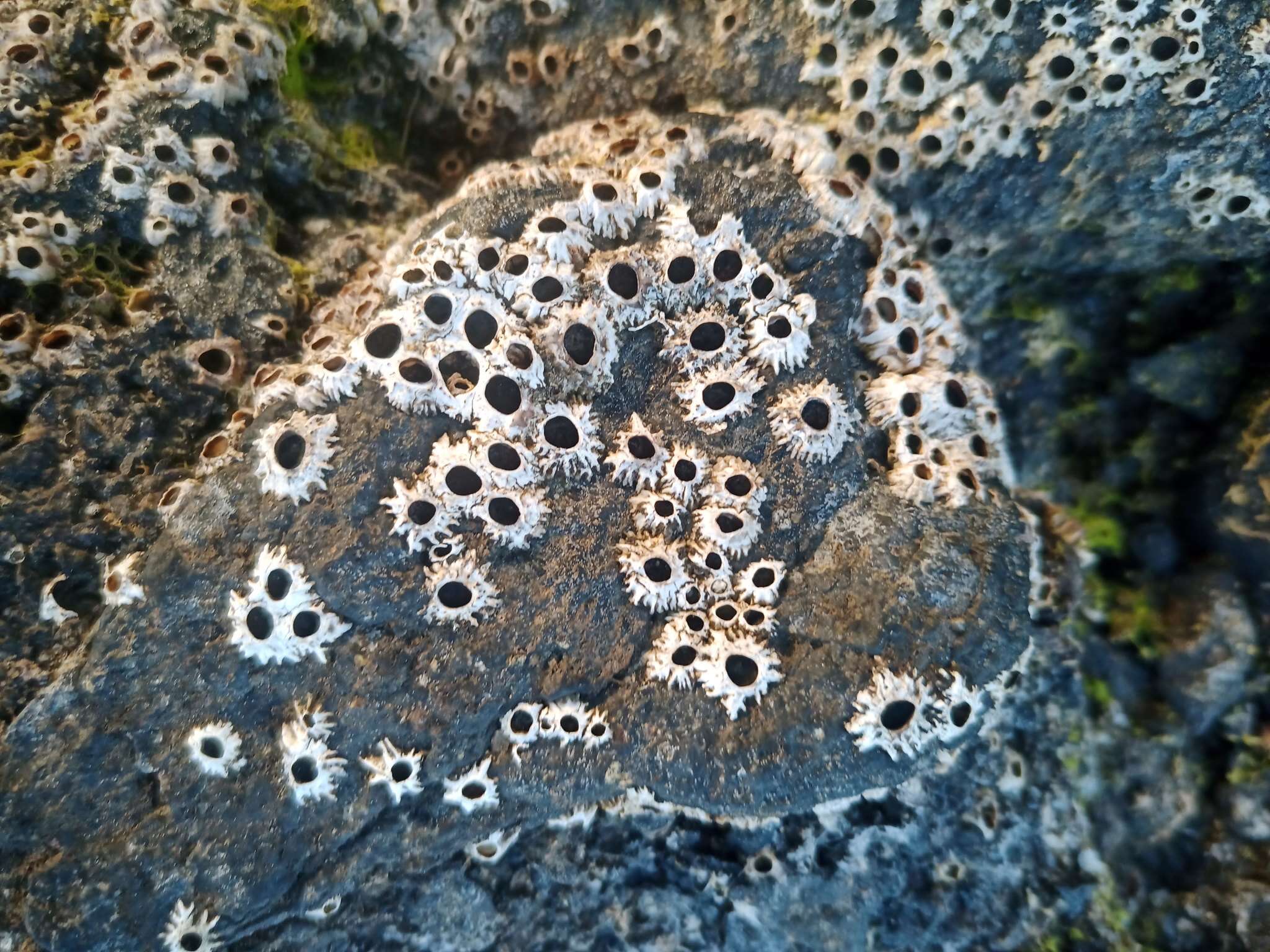 Image of Poli's stellate barnacle