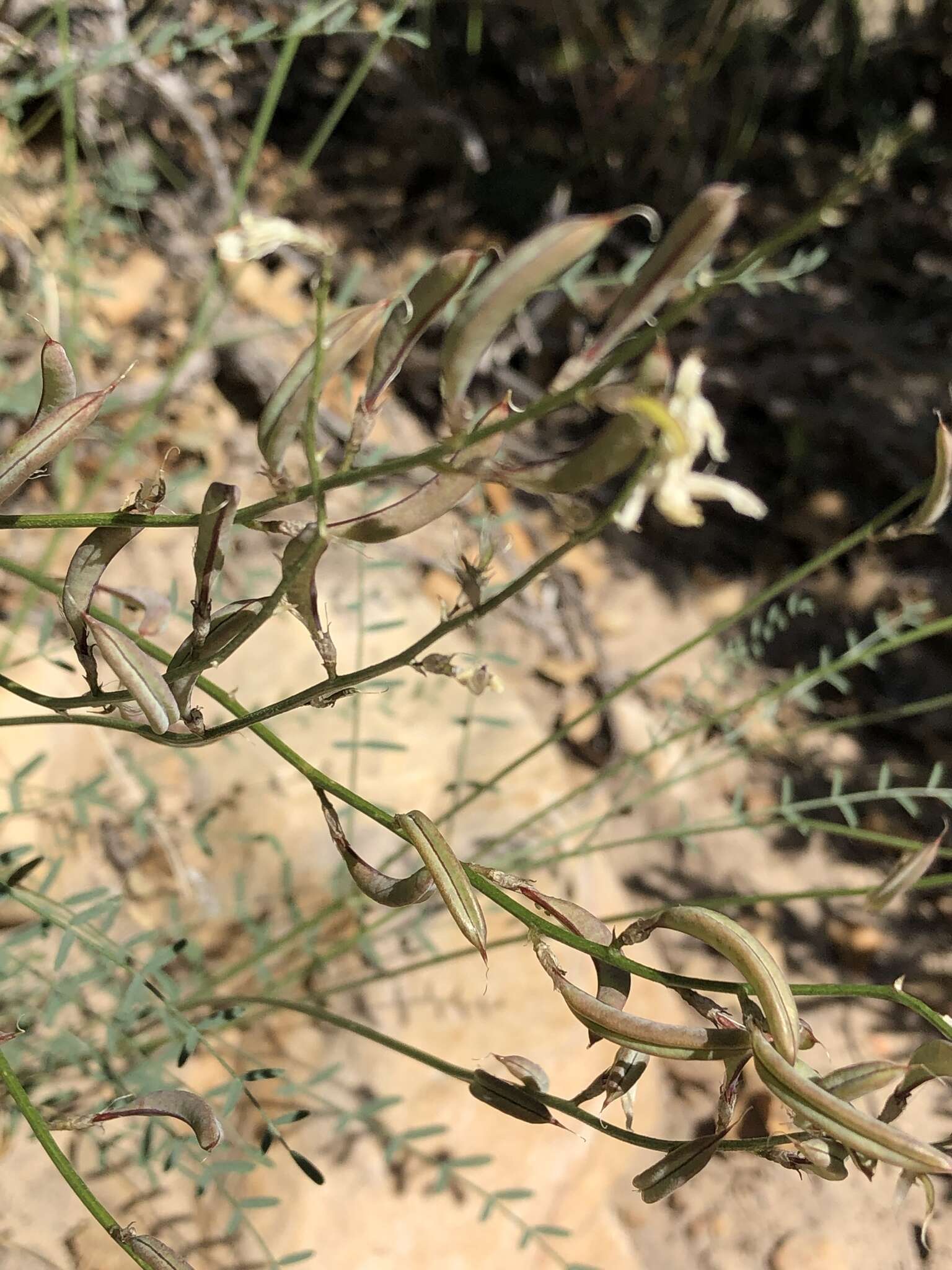 Image of Spring Mountain milkvetch