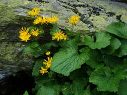 Imagem de Doronicum cataractarum Widd.