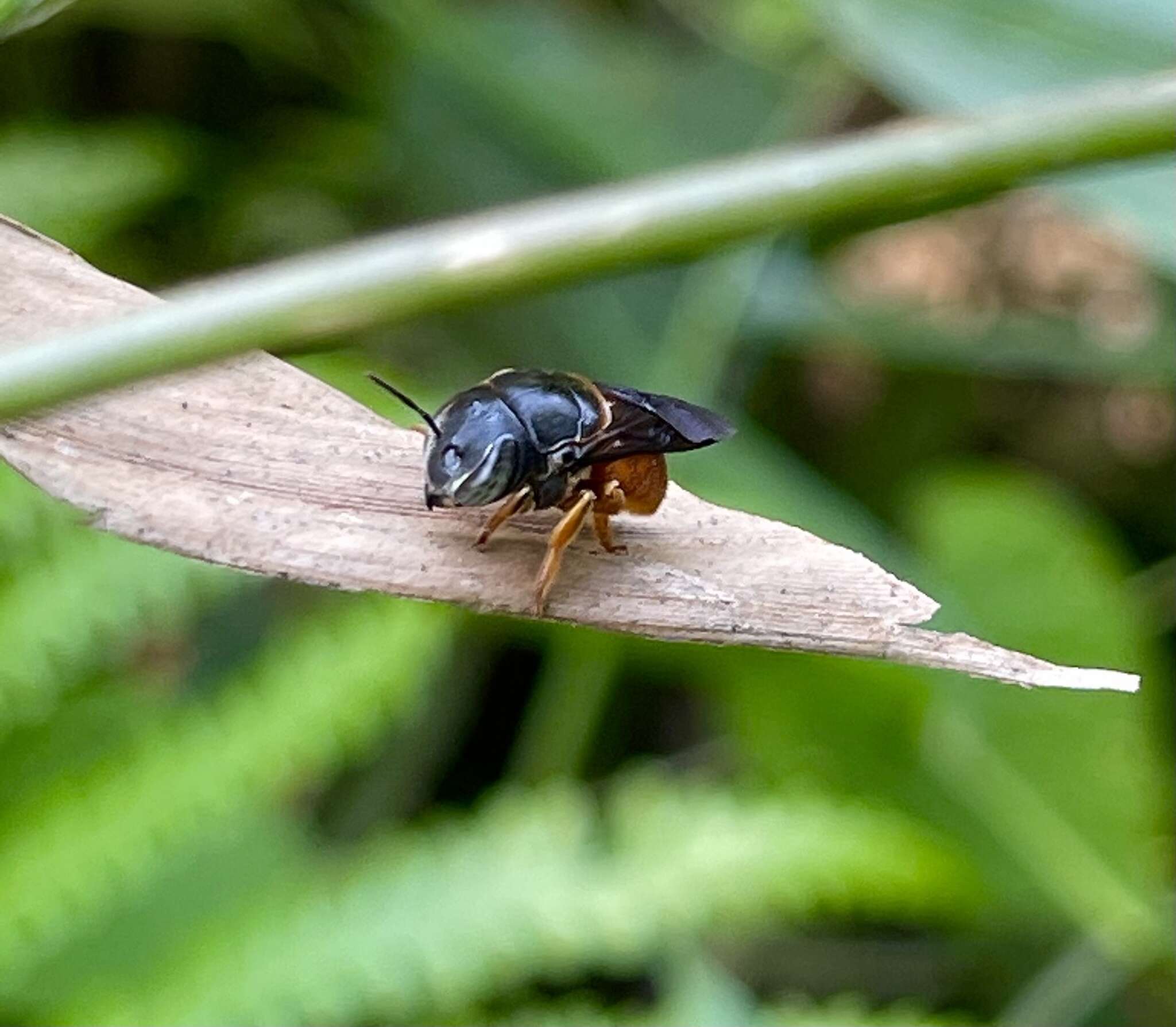 Image of Pachyanthidium bouyssoui (Vachal 1903)