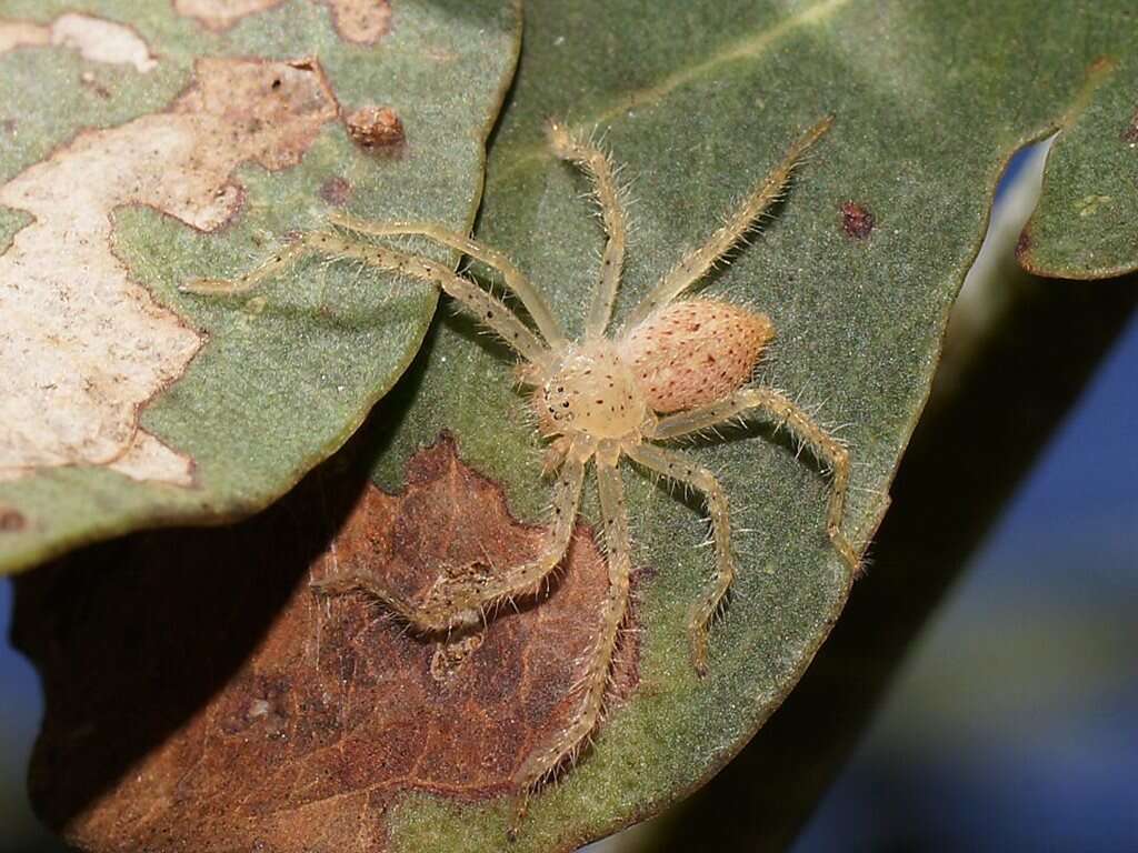 Image of Neosparassus diana (L. Koch 1875)