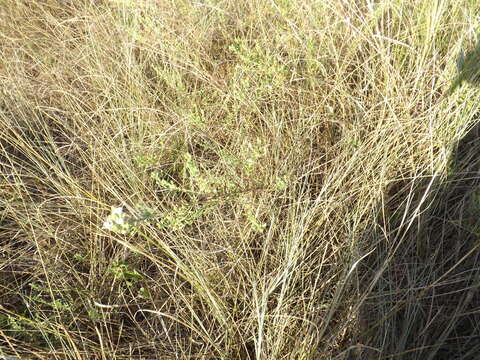 صورة Symphyotrichum ericoides (L.) G. L. Nesom