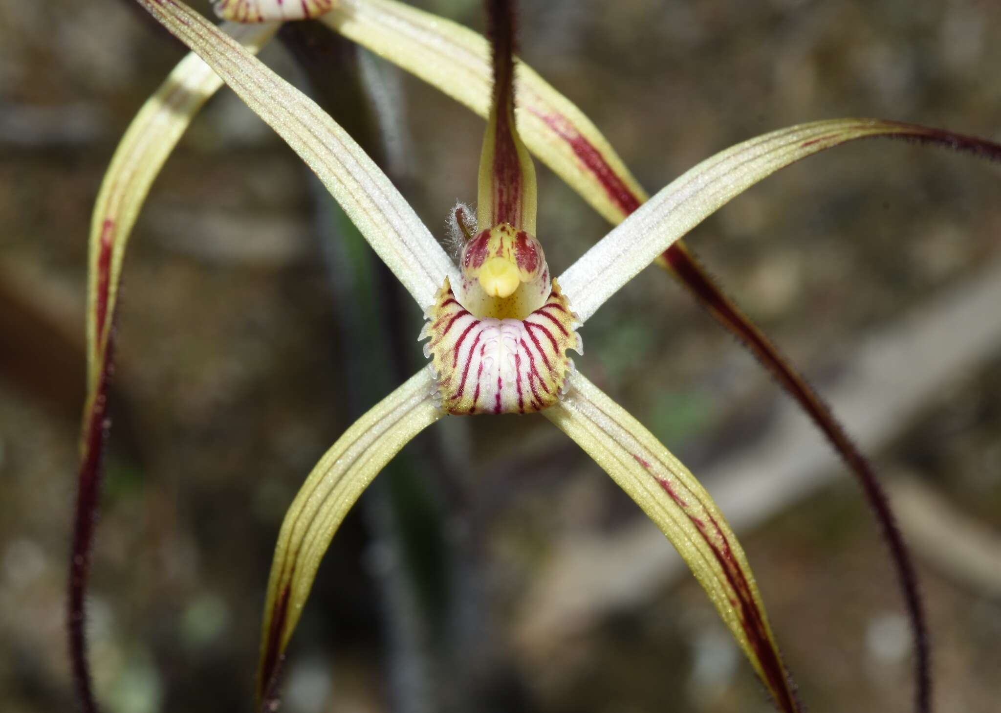 Caladenia fluvialis A. P. Br. & G. Brockman的圖片