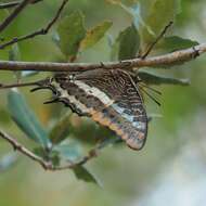 Image of Two-tailed Pasha