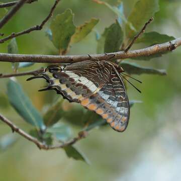 Charaxes jasius Linnaeus 1767的圖片