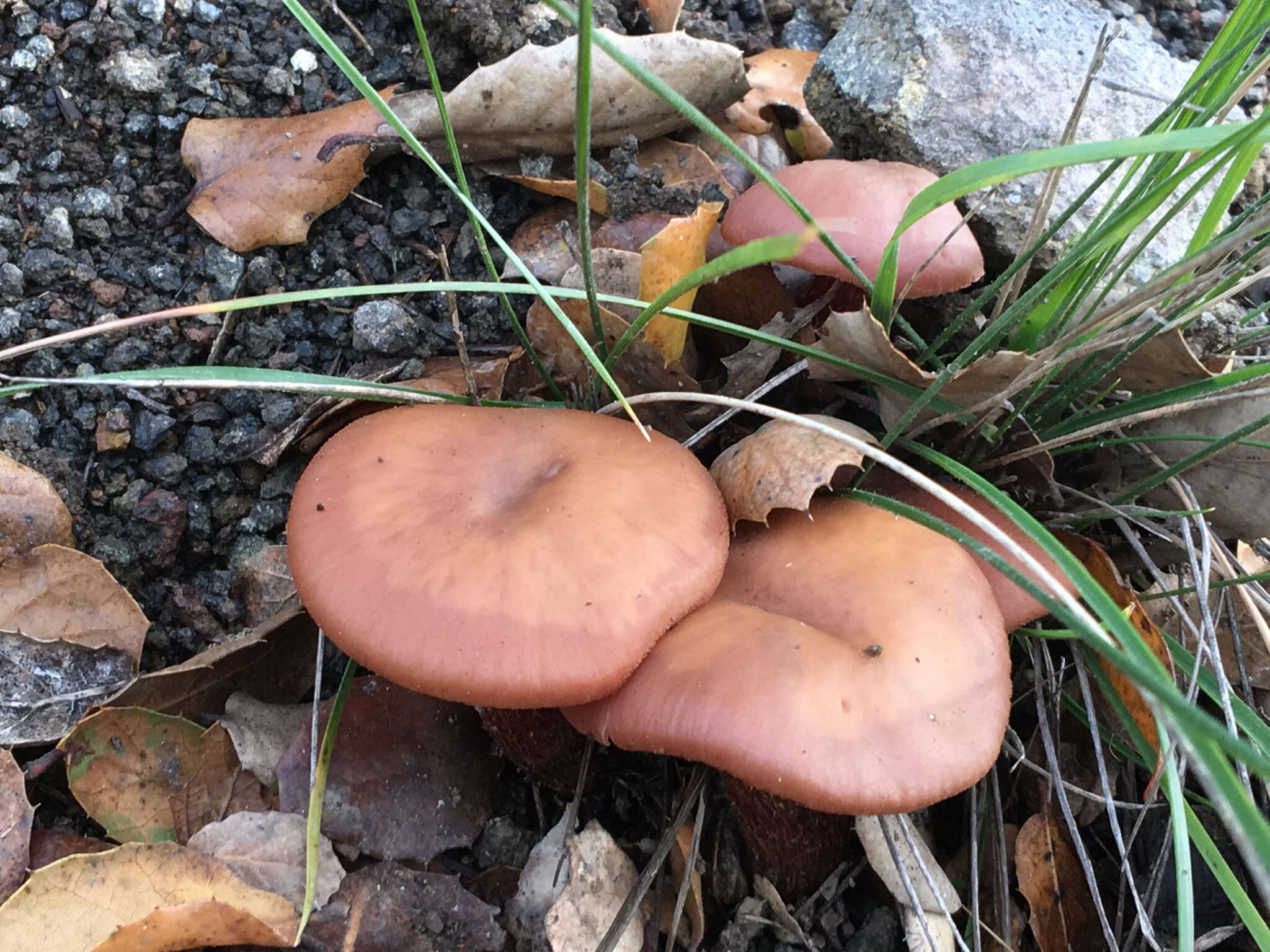 Image of Western Amethyst Deceiver