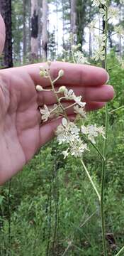 Image of Virginia Bunchflower