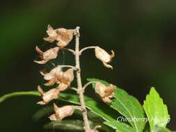 Sivun Teucrium bidentatum Hemsl. kuva