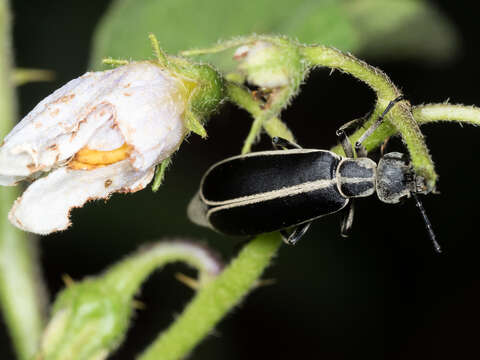 Image of Margined Blister Beetle