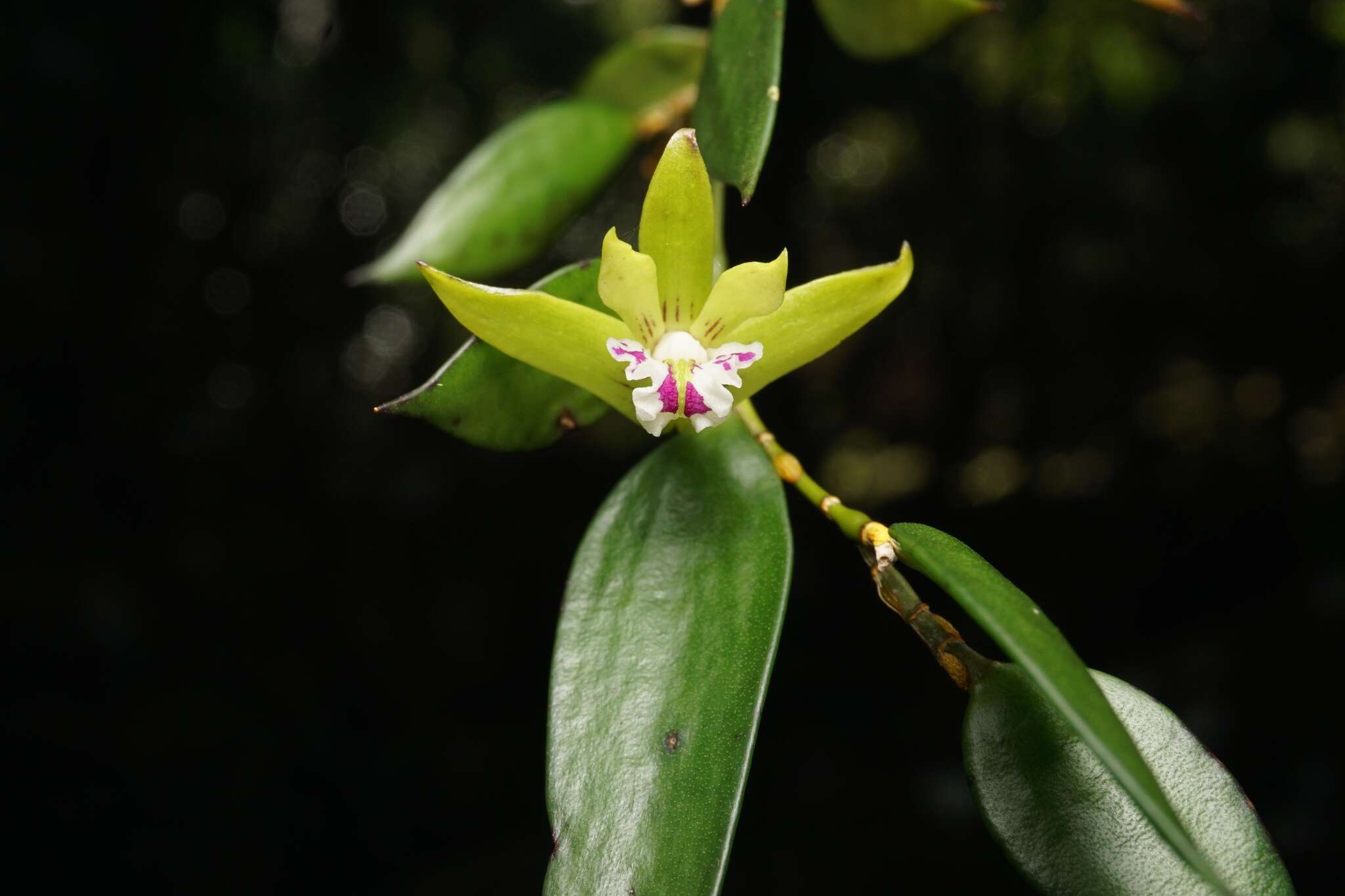 Imagem de Dendrobium pugioniforme A. Cunn. ex Lindl.