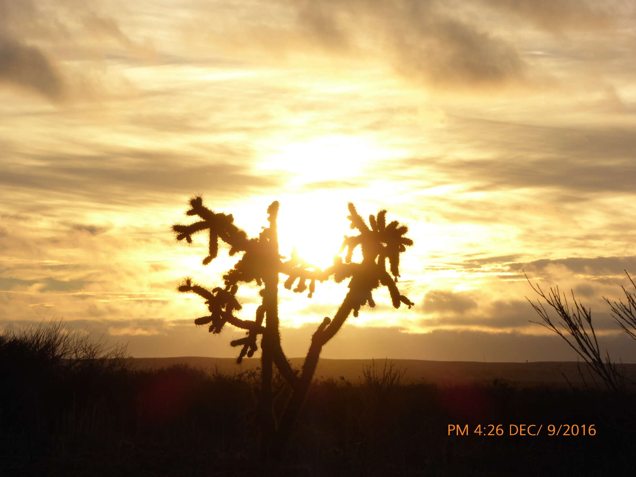 Image of coastal cholla